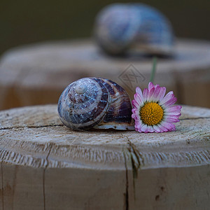 自然中的小蜗牛和菊花背景图片