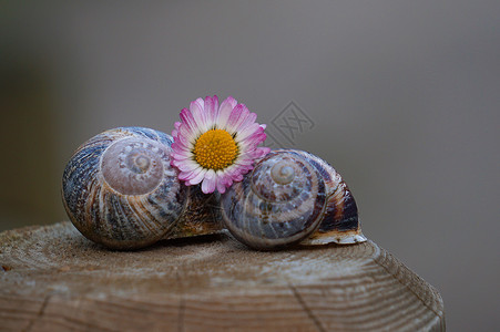 花园里蜗牛花园里的小蜗牛和菊花背景