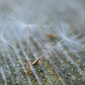 花园里的朵种子图片