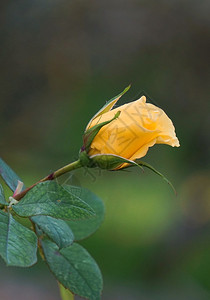花园中美丽的黄玫瑰花朵图片
