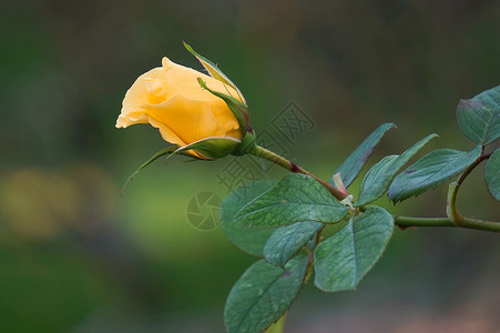 花园里浪漫的黄玫瑰花朵背景图片