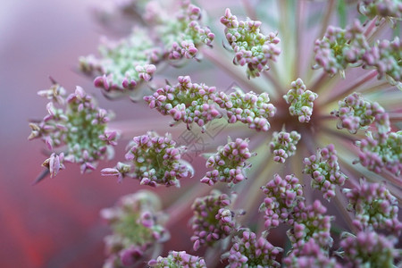 whti花植物背景图片