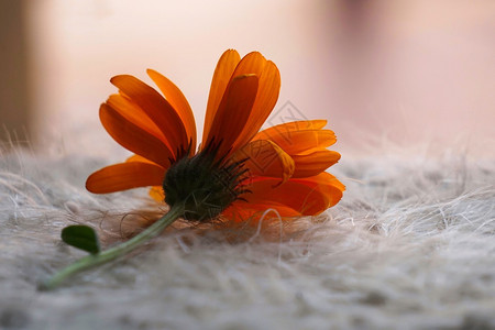 自然中的橙色花朵植物图片