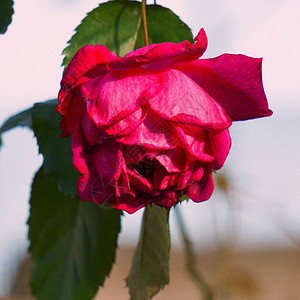 浪漫的红玫瑰花朵背景图片