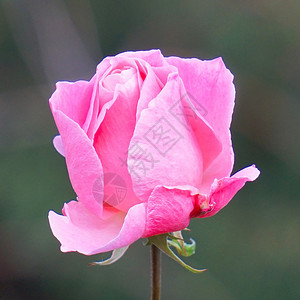 花园中美丽的粉红玫瑰花朵背景图片