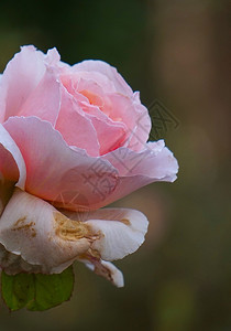 花园中美丽的粉色花朵背景图片