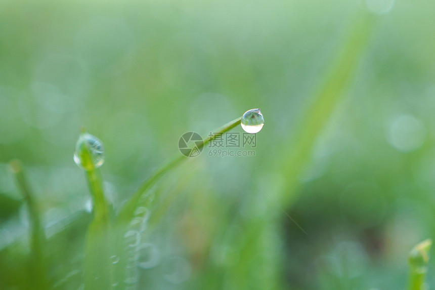 园里的绿草原上有雨滴图片