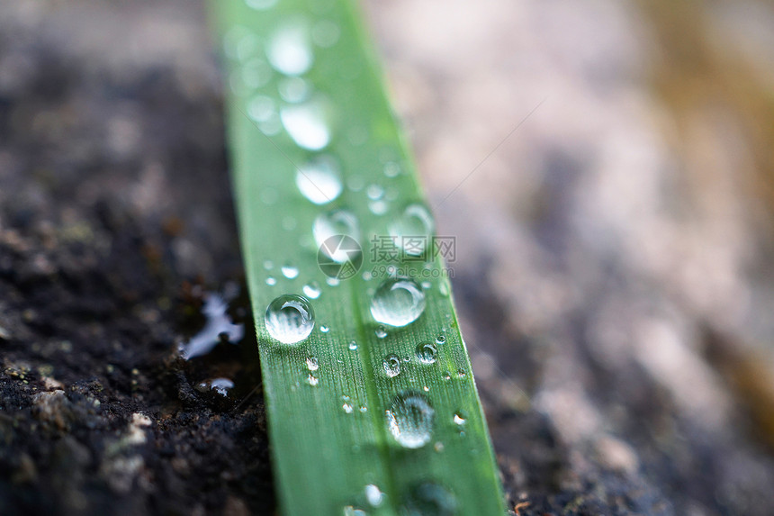 田园里叶子上的雨滴近景图片