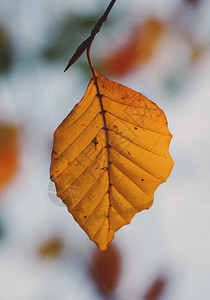 棕树叶背景图片