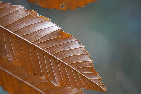 抽象棕色树叶纹理背景图片