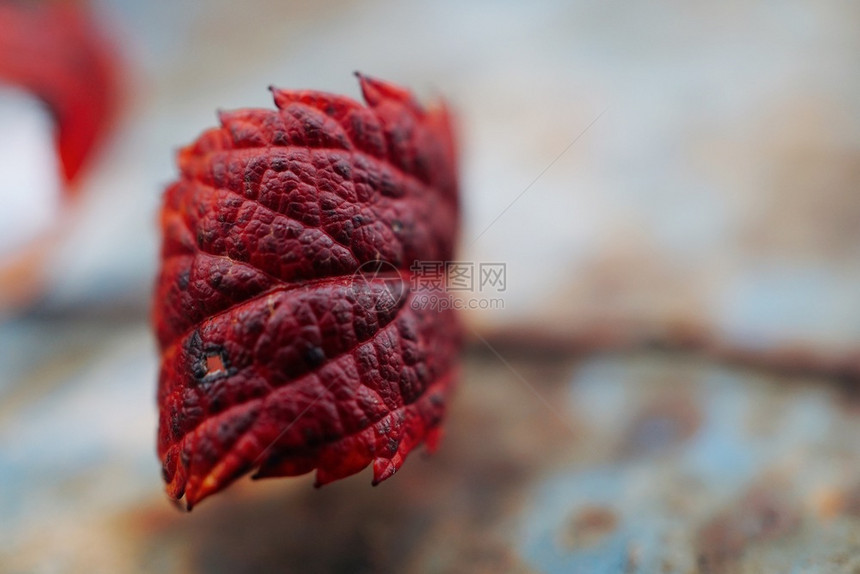 自然质的红树叶图片