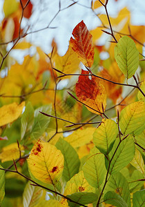 自然中的彩色树叶图片