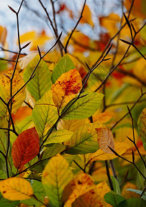 自然中的彩色树叶背景图片