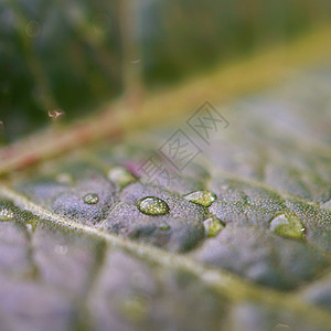 矢量树叶绿植物叶质背景