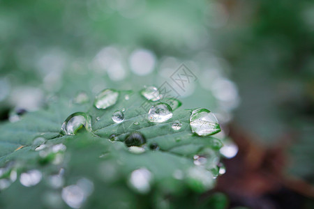 矢量树叶自然界中的绿植物叶上雨滴背景