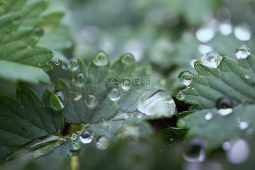 自然界中的绿植物叶上雨滴图片