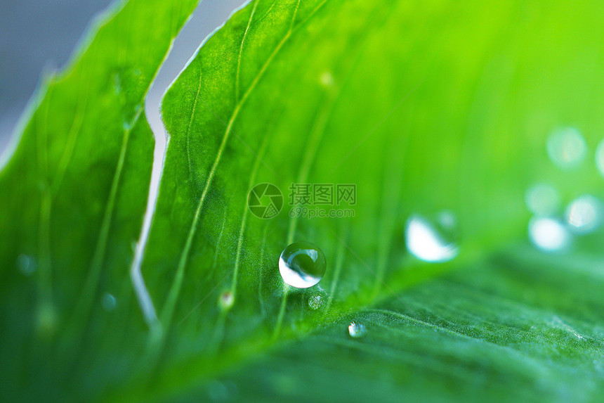 自然界绿植物叶上的雨滴图片