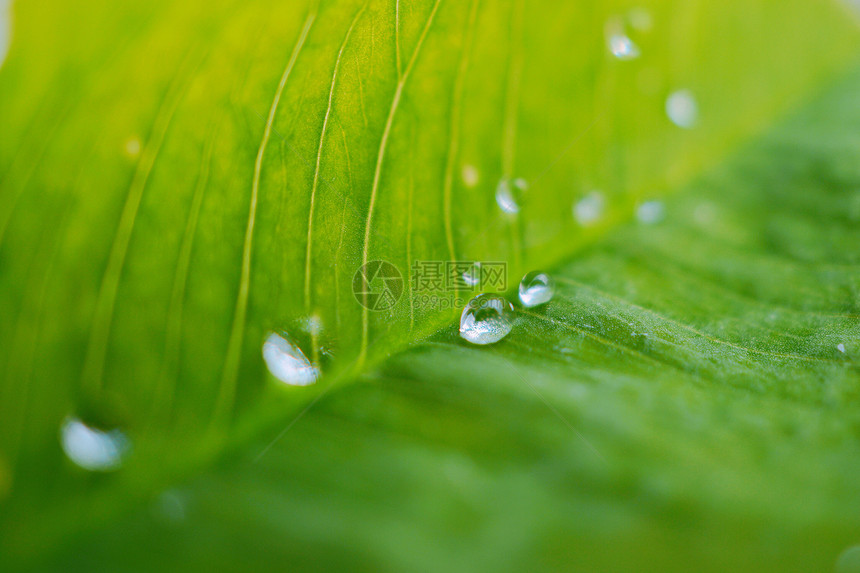 自然界中的绿植物叶上雨滴图片