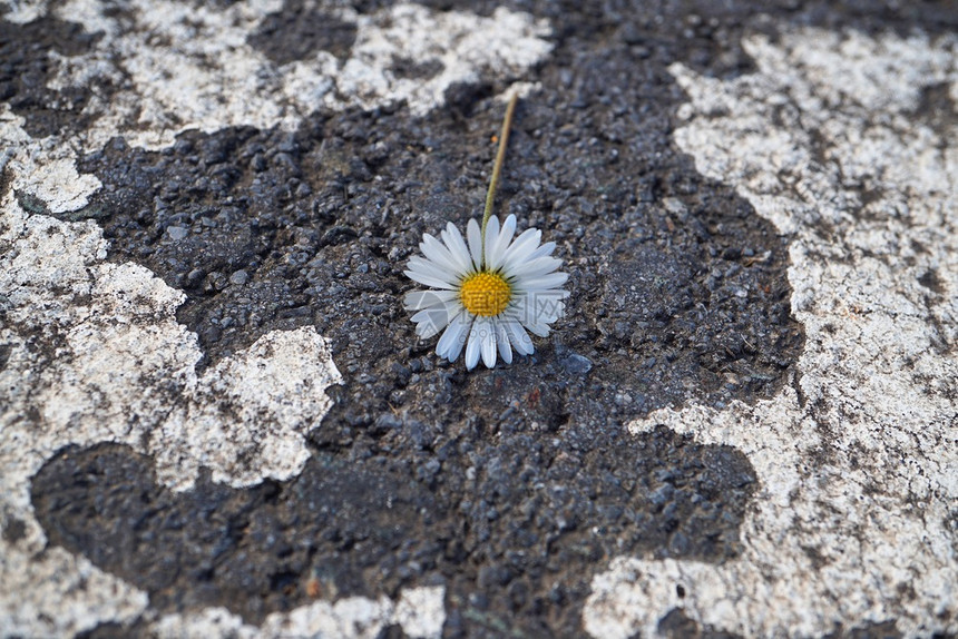 地上美丽的雏菊花图片