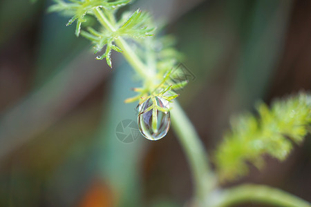 绿花植物背景图片