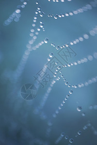 自然界蜘蛛网上的雨滴背景图片