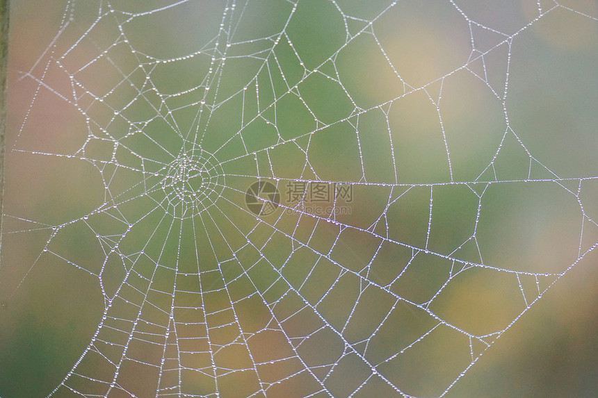 蜘蛛网上的滴图片
