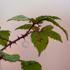 绿色植物树叶质图片