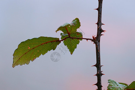 绿色植物树叶质图片