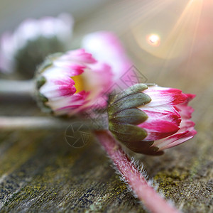 菊花植物图片