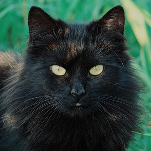 黑猫肖像背景图片