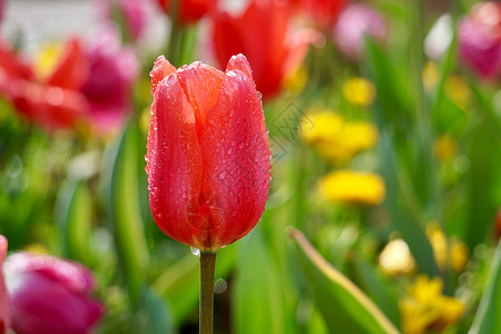 春时花园的红色郁金香自然界的红色郁金香图片