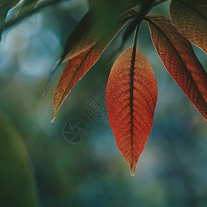 夏季在自然界中纹状的红色树叶和彩背景图片