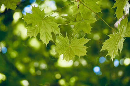 树叶纹夏季在大自然中纹绿色树叶背景