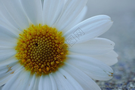 夏季在花园的朵中白菊植物图片素材
