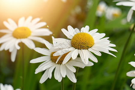 夏季的白菊花植物自然中的白菊花园中的图片素材