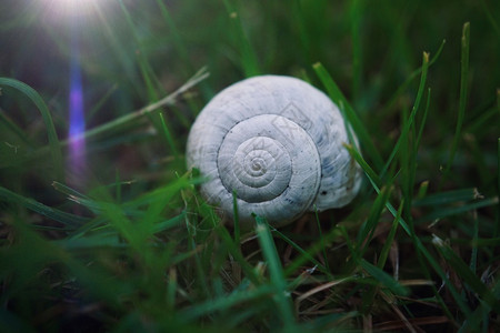 夏季自然中的白蜗牛图片