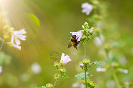 绿花和的植物在自然的园圃中蜜蜂图片
