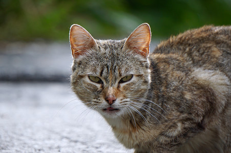 街上美丽的流浪猫肖像图片