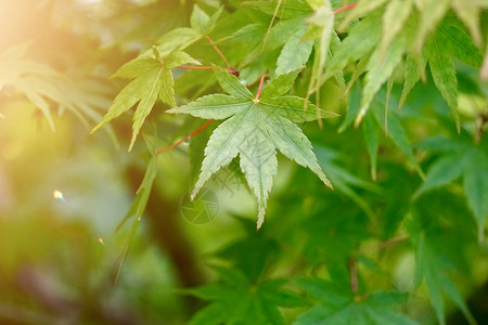 夏季绿树叶和枝色背景背景图片