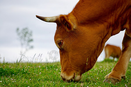 草地农场的棕牛肖像图片
