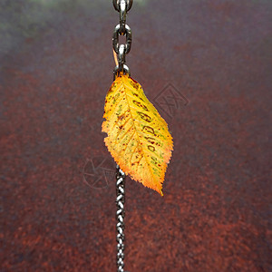 秋颜色的黄树叶图片