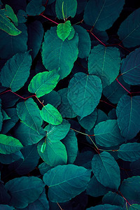 绿色和蓝植物叶和绿色蓝植物叶秋天涂色蓝背景图片