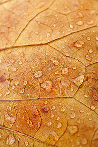 秋季棕叶上的雨滴自然中秋色背景图片