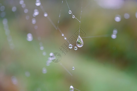 在秋季的自然中蜘蛛网上的雨滴背景图片