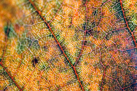 秋季黄叶素描抽象背景图片