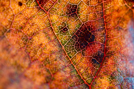 秋季黄叶素描抽象背景背景图片