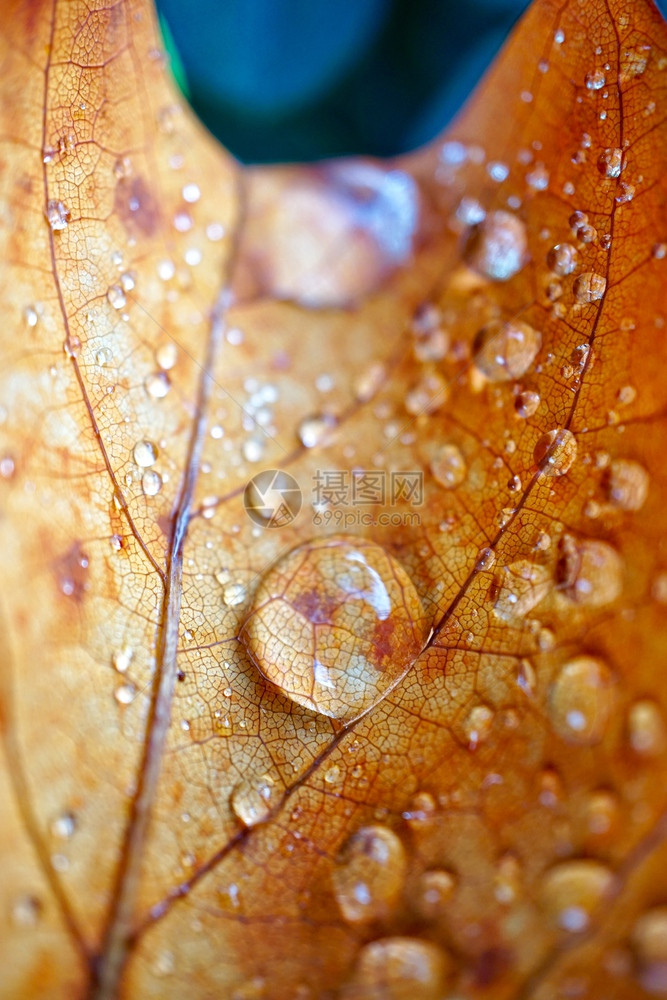 秋季棕叶上的雨滴自然秋色图片