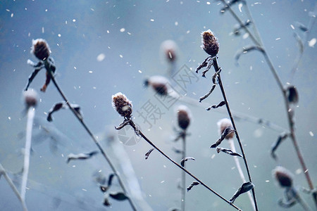 冬季白日寒和冬植物上积雪和冰图片