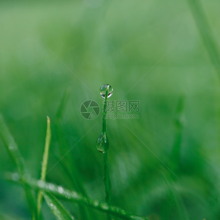 自然中的绿草秋季雨绿色背景图片