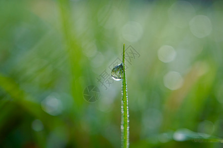 春秋绿背景的草原上叶尖的水滴图片
